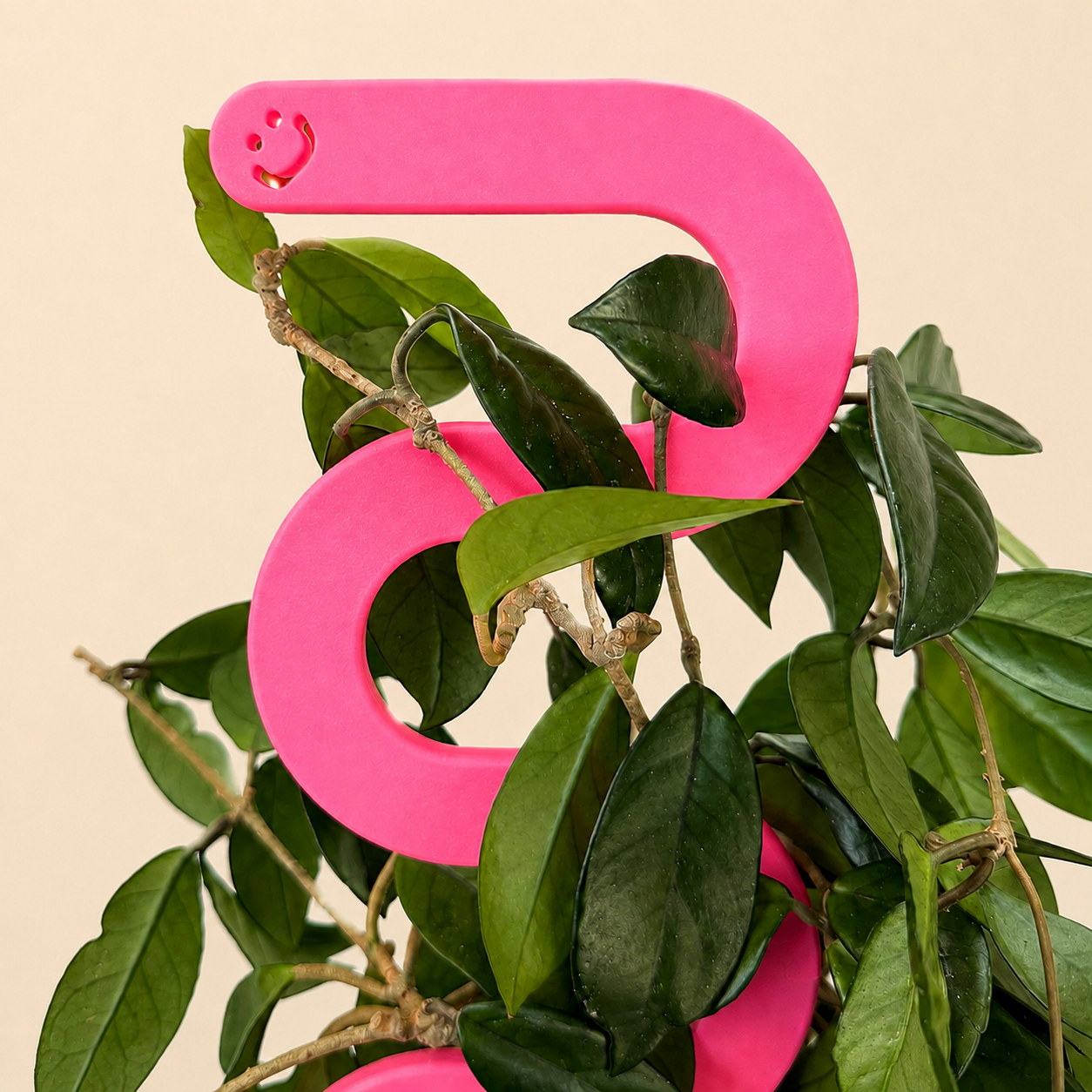Magenta