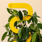 Amarillo